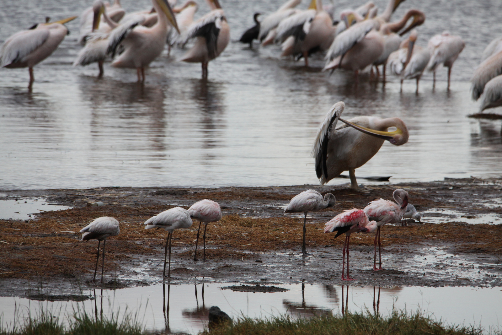 Lake Nakuru N.P. Kleine Flamingo (Phoeniconaias Minor) (0626)