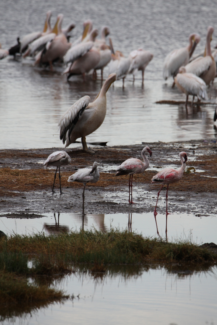 Lake Nakuru N.P. Kleine Flamingo (Phoeniconaias Minor) (0627)