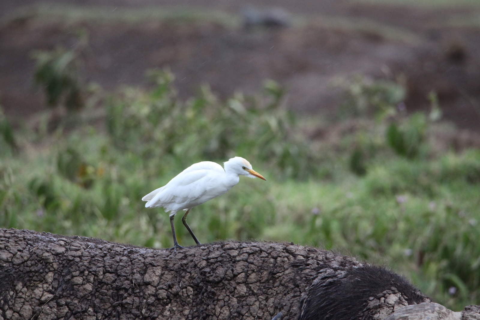 Lake Nakuru N.P. Geelsnavel Zilverreiger (Ardea brachyrhyncha) (0645)