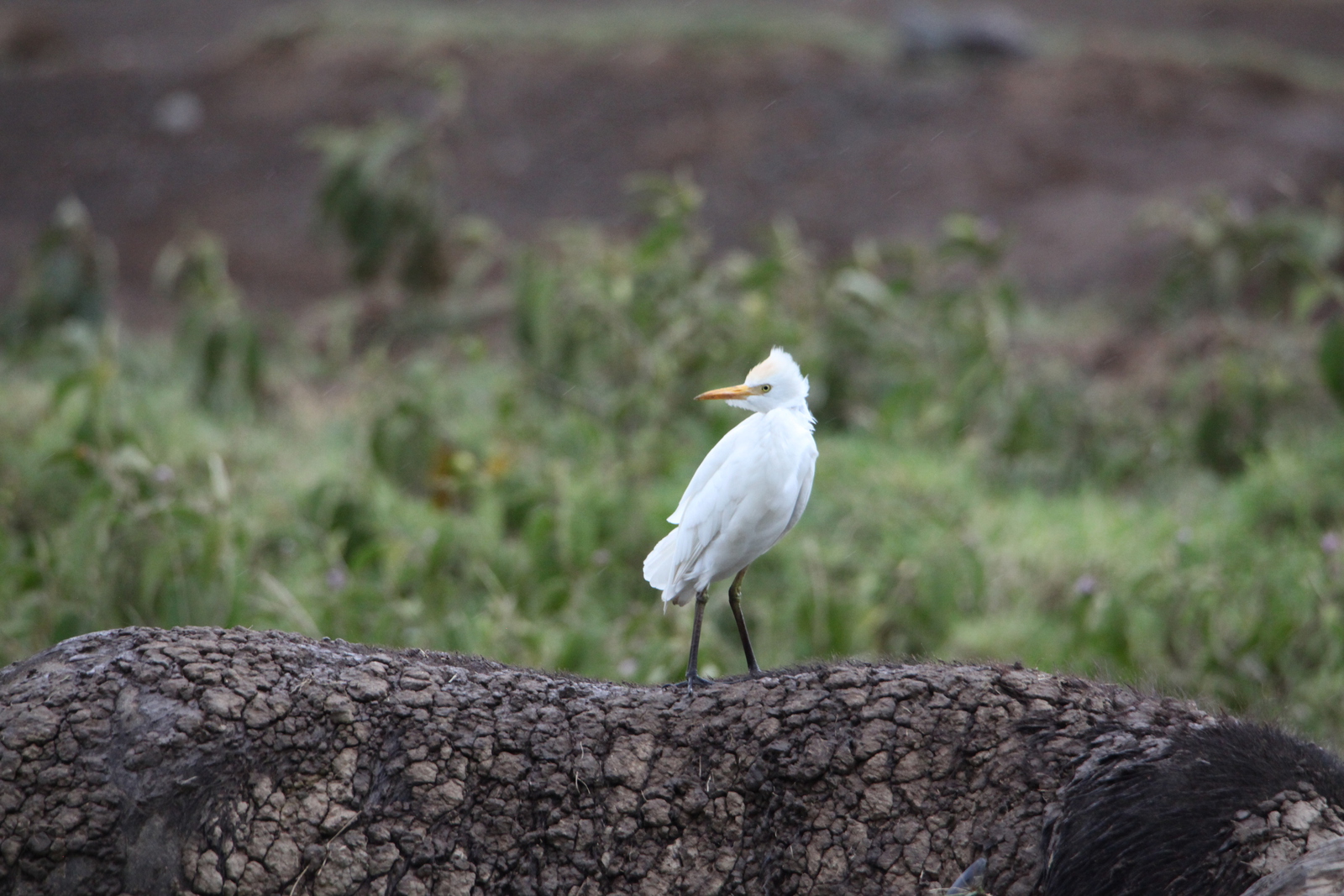 Lake Nakuru N.P. Geelsnavel Zilverreiger (Ardea brachyrhyncha) (0646)