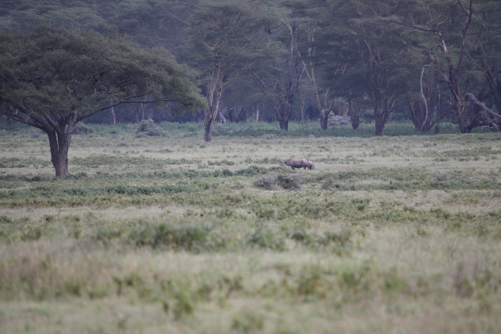 Lake Nakuru N.P. Witte Neushoorn (Ceratotherium Simum) (0655)