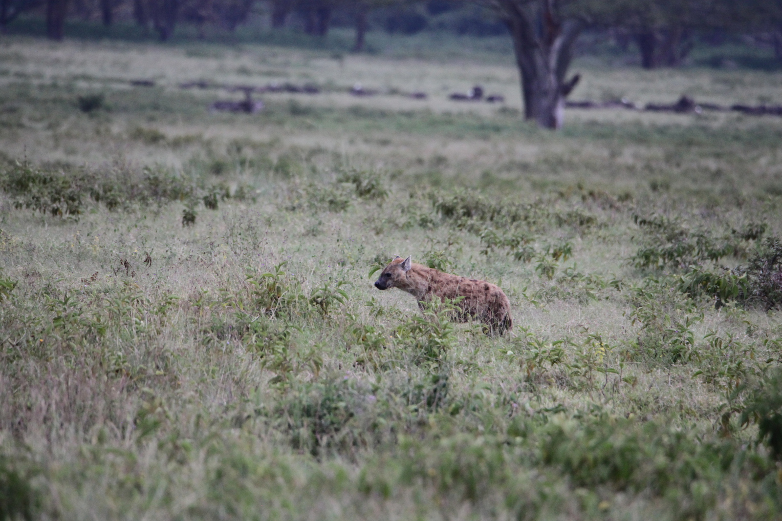 Lake Nakuru N.P. Gevlekte Hyena (Crocuta Crocuta) (0650)