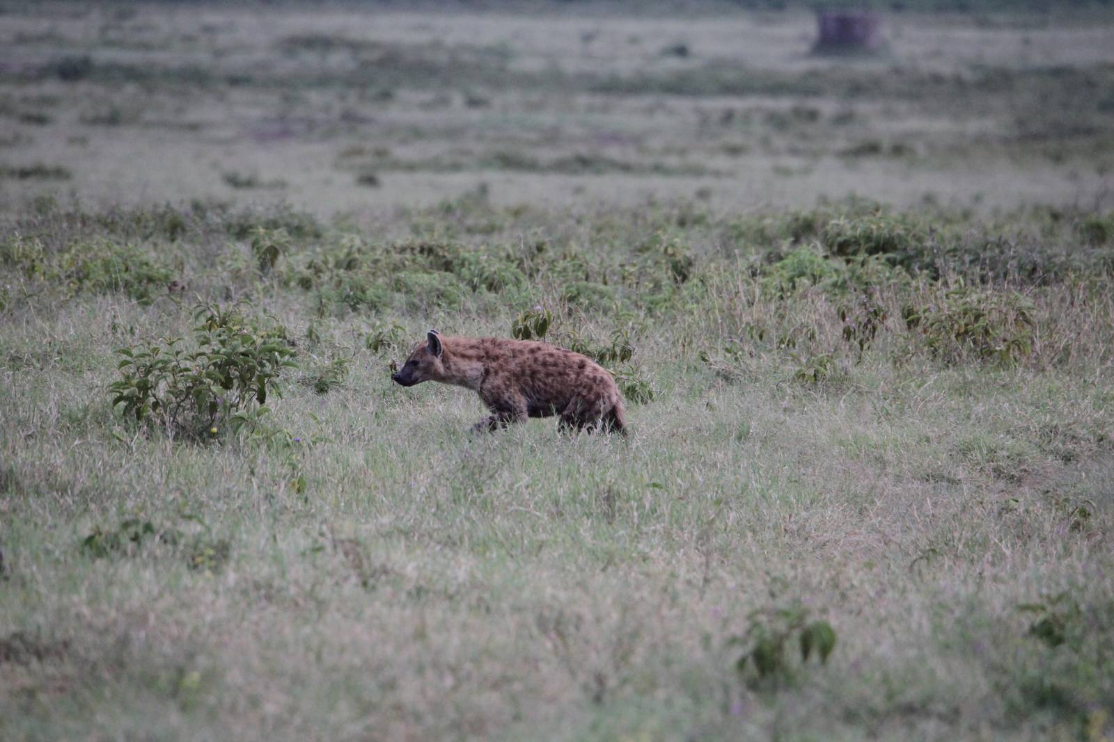 Lake Nakuru N.P. Gevlekte Hyena (Crocuta Crocuta) (0653)