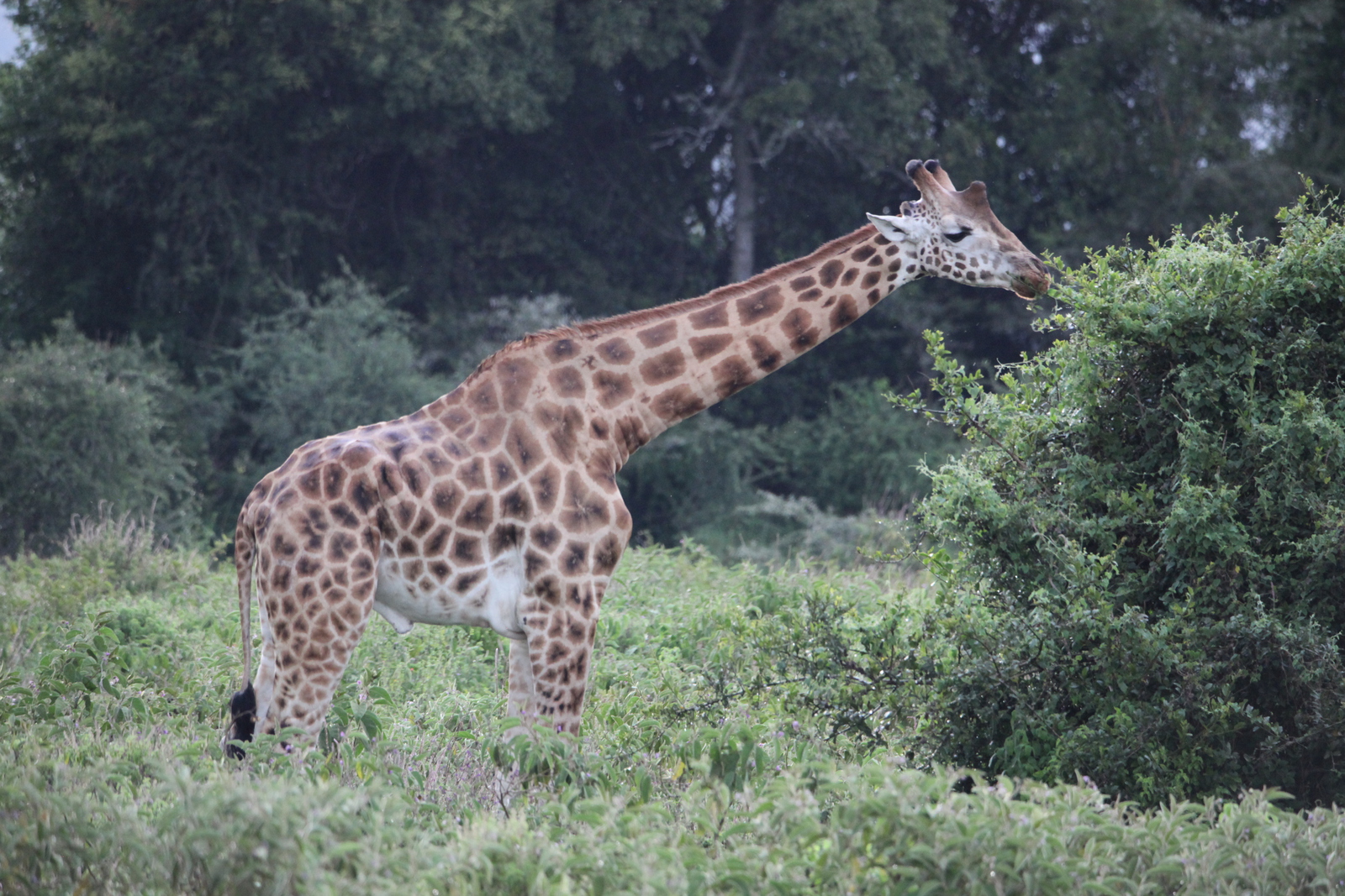 Lake Nakuru N.P. Rotschildgiraffe (Giraffa Camelopardalis Rothschildi) (0665)