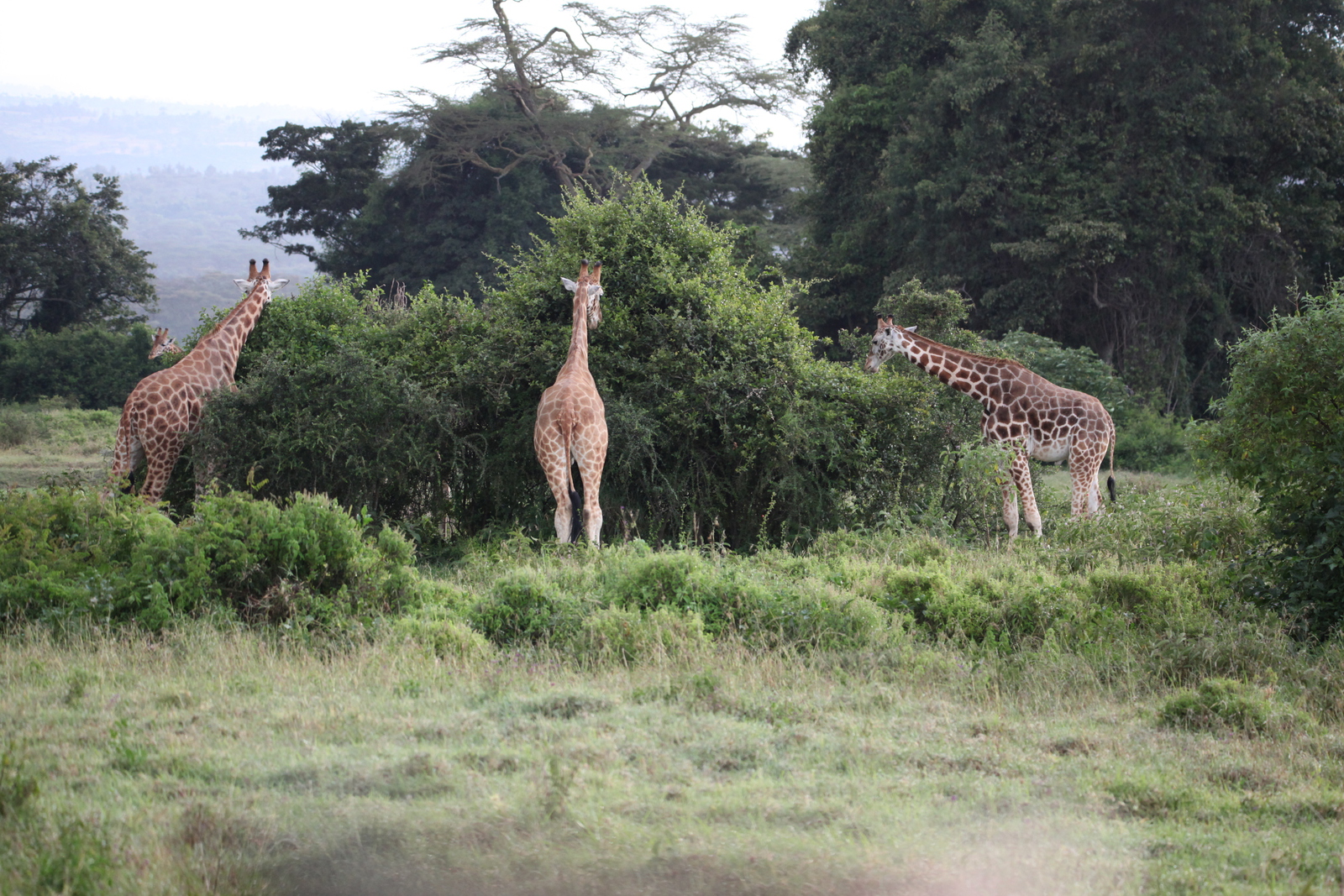 Lake Nakuru N.P. Rotschildgiraffe (Giraffa Camelopardalis Rothschildi) (0666)