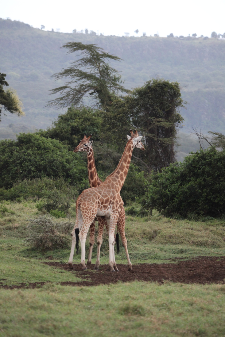 Lake Nakuru N.P. Rotschildgiraffe (Giraffa Camelopardalis Rothschildi) (0675)