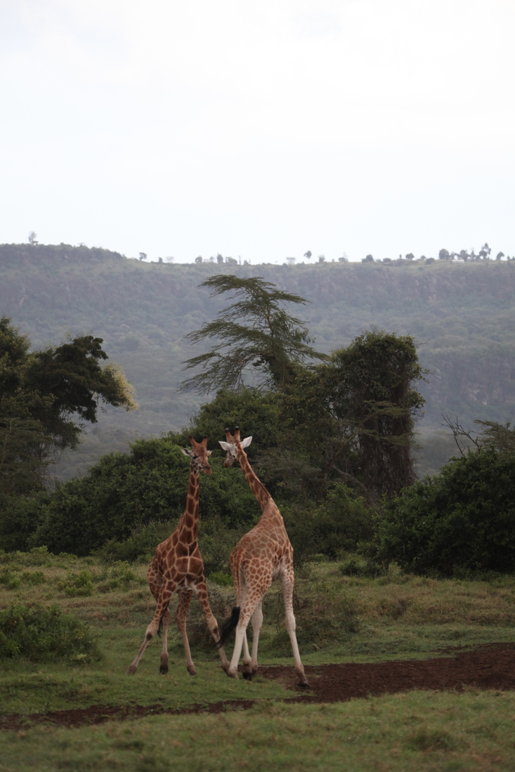 Lake Nakuru N.P. Rotschildgiraffe (Giraffa Camelopardalis Rothschildi) (0678)