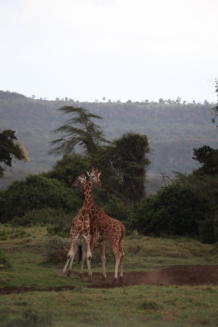 Lake Nakuru N.P. Rotschildgiraffe (Giraffa Camelopardalis Rothschildi) (0688)