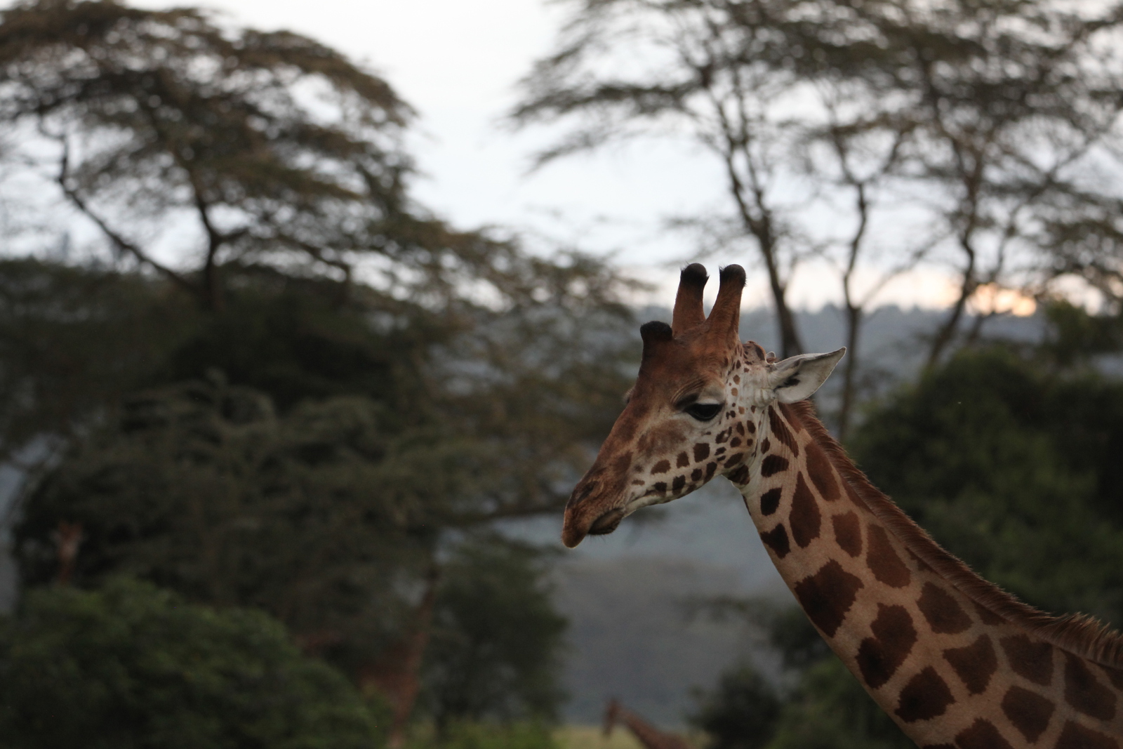 Lake Nakuru N.P. Rotschildgiraffe (Giraffa Camelopardalis Rothschildi) (0692)