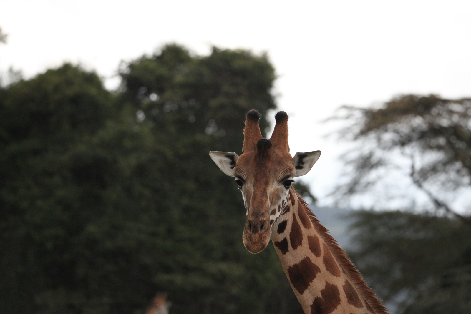 Lake Nakuru N.P. Rotschildgiraffe (Giraffa Camelopardalis Rothschildi) (0693)