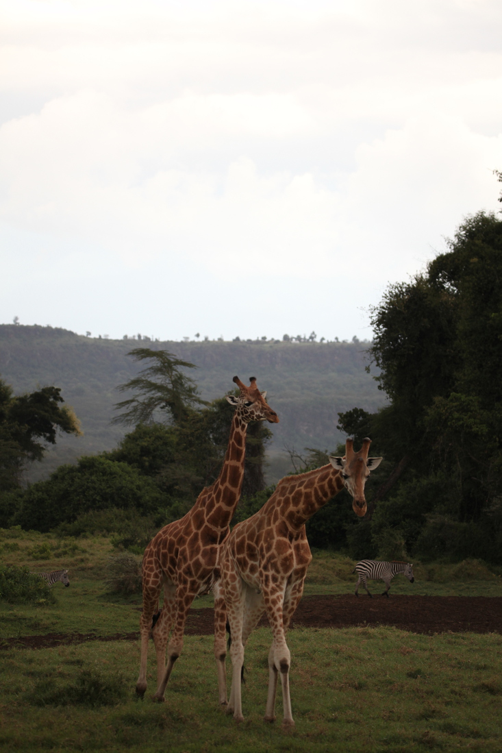 Lake Nakuru N.P. Rotschildgiraffe (Giraffa Camelopardalis Rothschildi) (0696)