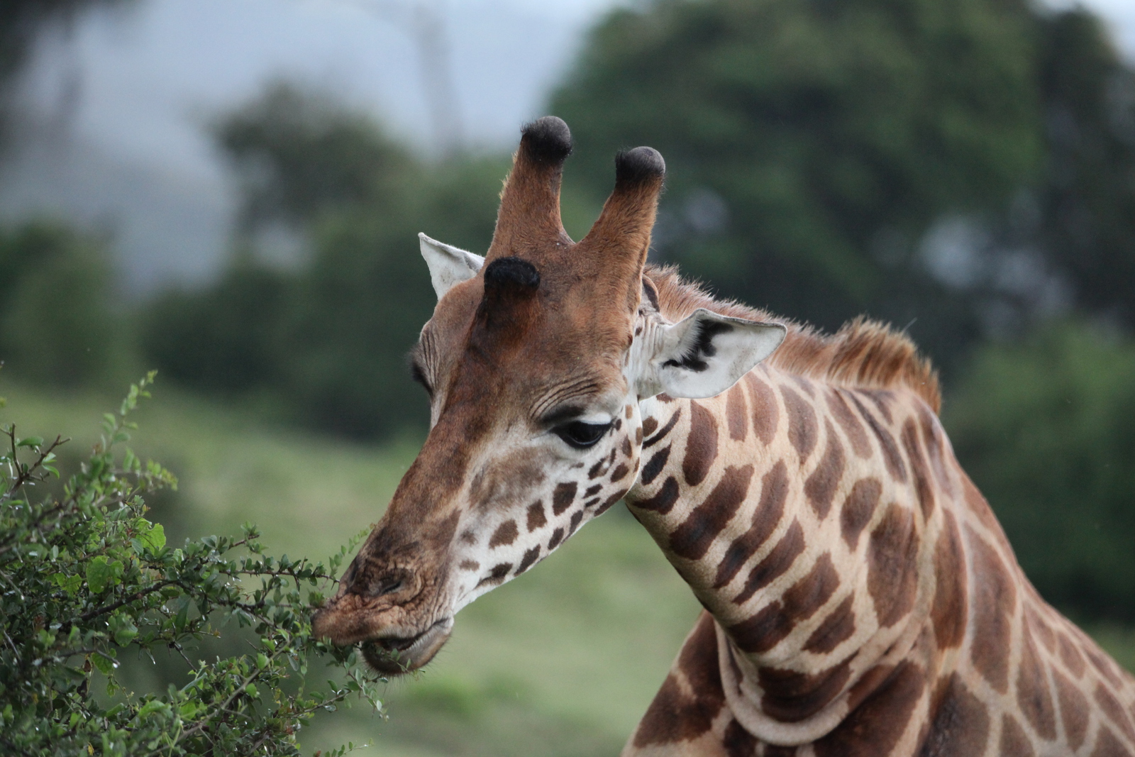 Lake Nakuru N.P. Rotschildgiraffe (Giraffa Camelopardalis Rothschildi) (0697)