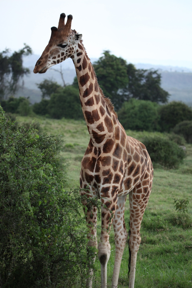 Lake Nakuru N.P. Rotschildgiraffe (Giraffa Camelopardalis Rothschildi) (0699)