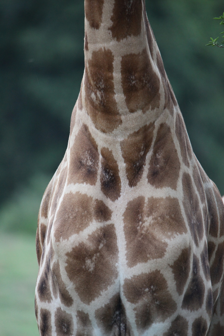 Lake Nakuru N.P. Rotschildgiraffe (Giraffa Camelopardalis Rothschildi) (0700)