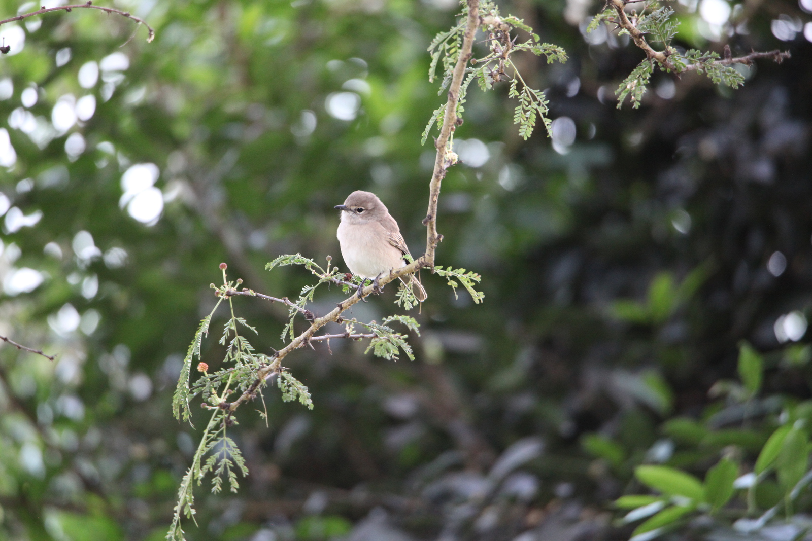 Lake Nakuru N.P. Vale Vliegenvanger (Bardornis Pallidus) (0702)