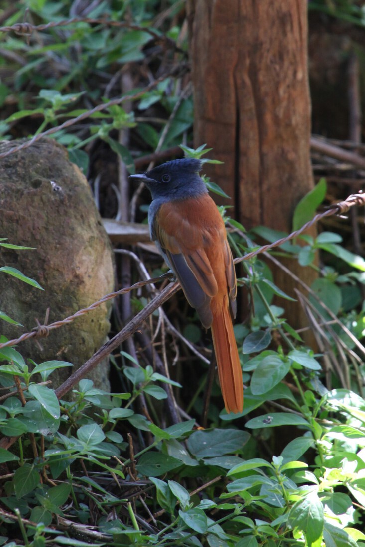 Kerio Vallei Afrikaanse Paradijsmonarch (Terpsiphone Viridis) (0759)