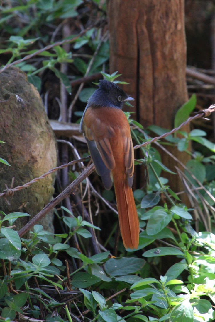 Kerio Vallei Afrikaanse Paradijsmonarch (Terpsiphone Viridis) (0760)