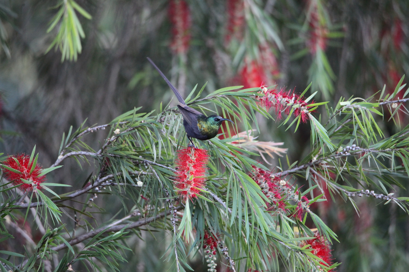 Kerio Vallei Brons Honingzuiger (Nectarinia Kilimensis) (0823)