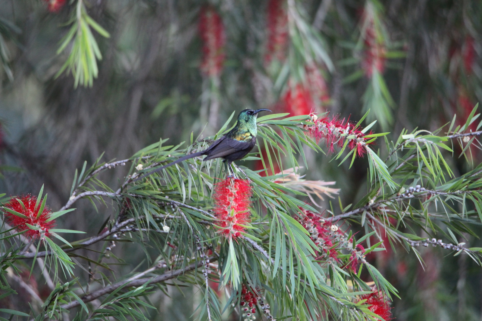 Kerio Vallei Brons Honingzuiger (Nectarinia Kilimensis) (0824)