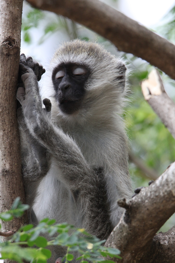 Busumi Groene Meerkat (Cercopithecus Aethiops) (0870)