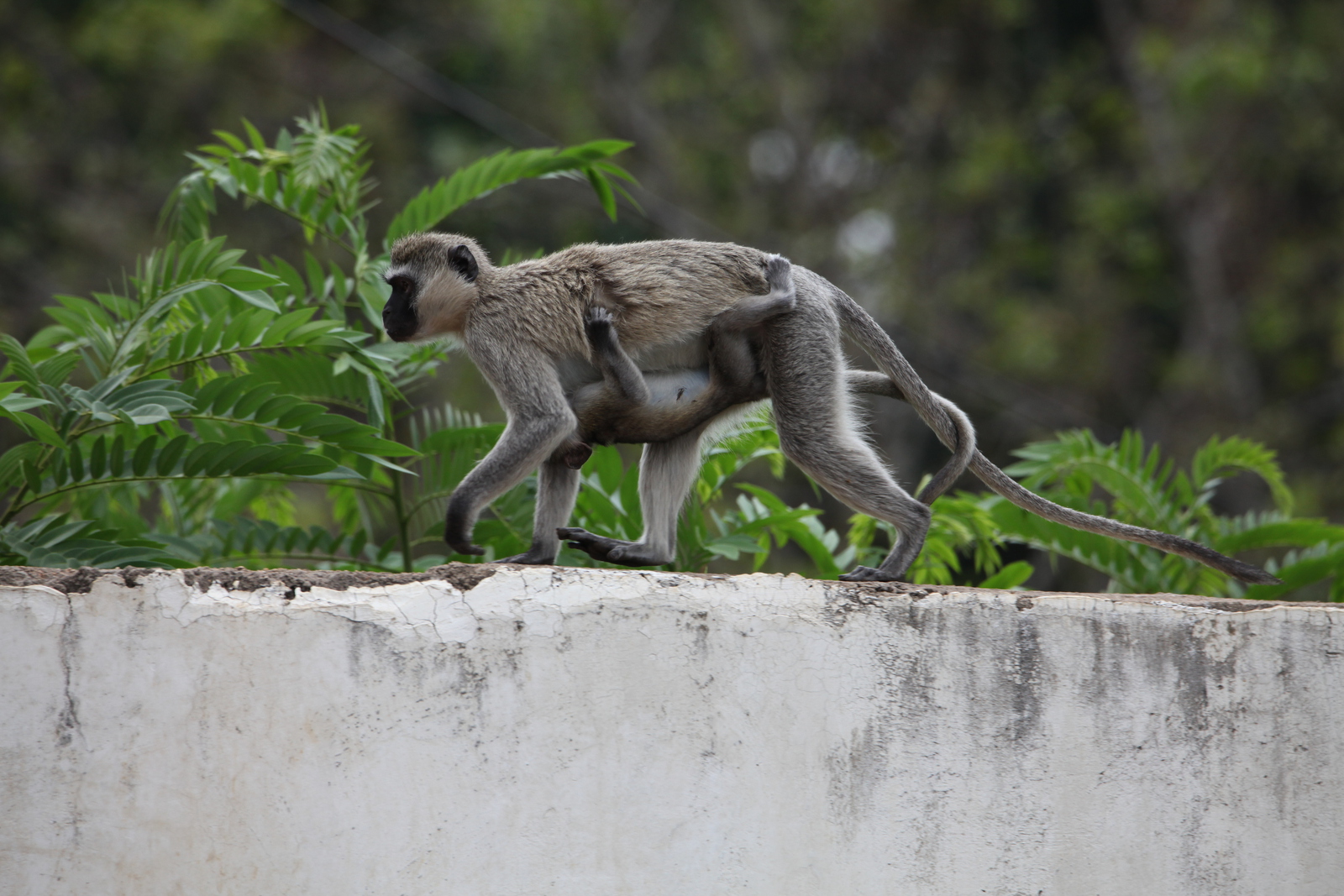 Busumi Groene Meerkat (Cercopithecus Aethiops) (0871)