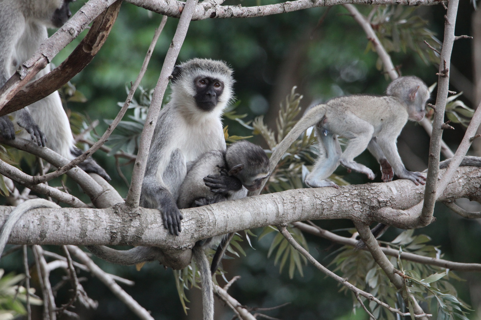 Busumi Groene Meerkat (Cercopithecus Aethiops) (0874)