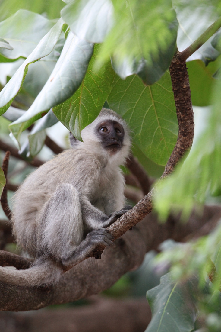 Busumi Groene Meerkat (Cercopithecus Aethiops) (0880)