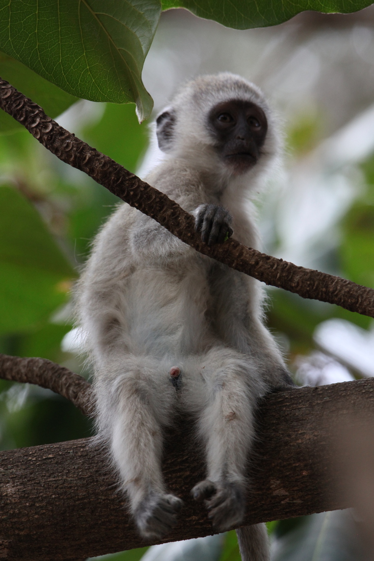 Busumi Groene Meerkat (Cercopithecus Aethiops) (0881)