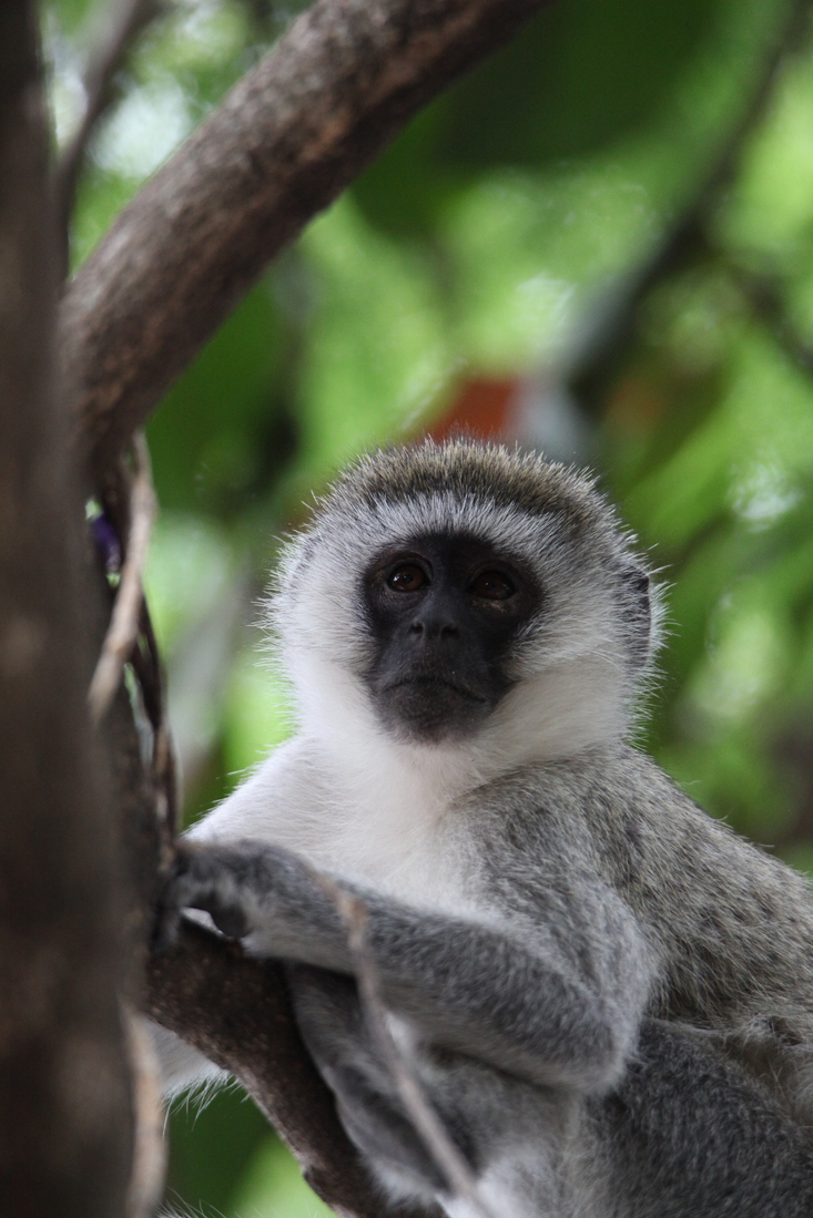 Busumi Groene Meerkat (Cercopithecus Aethiops) (0883)