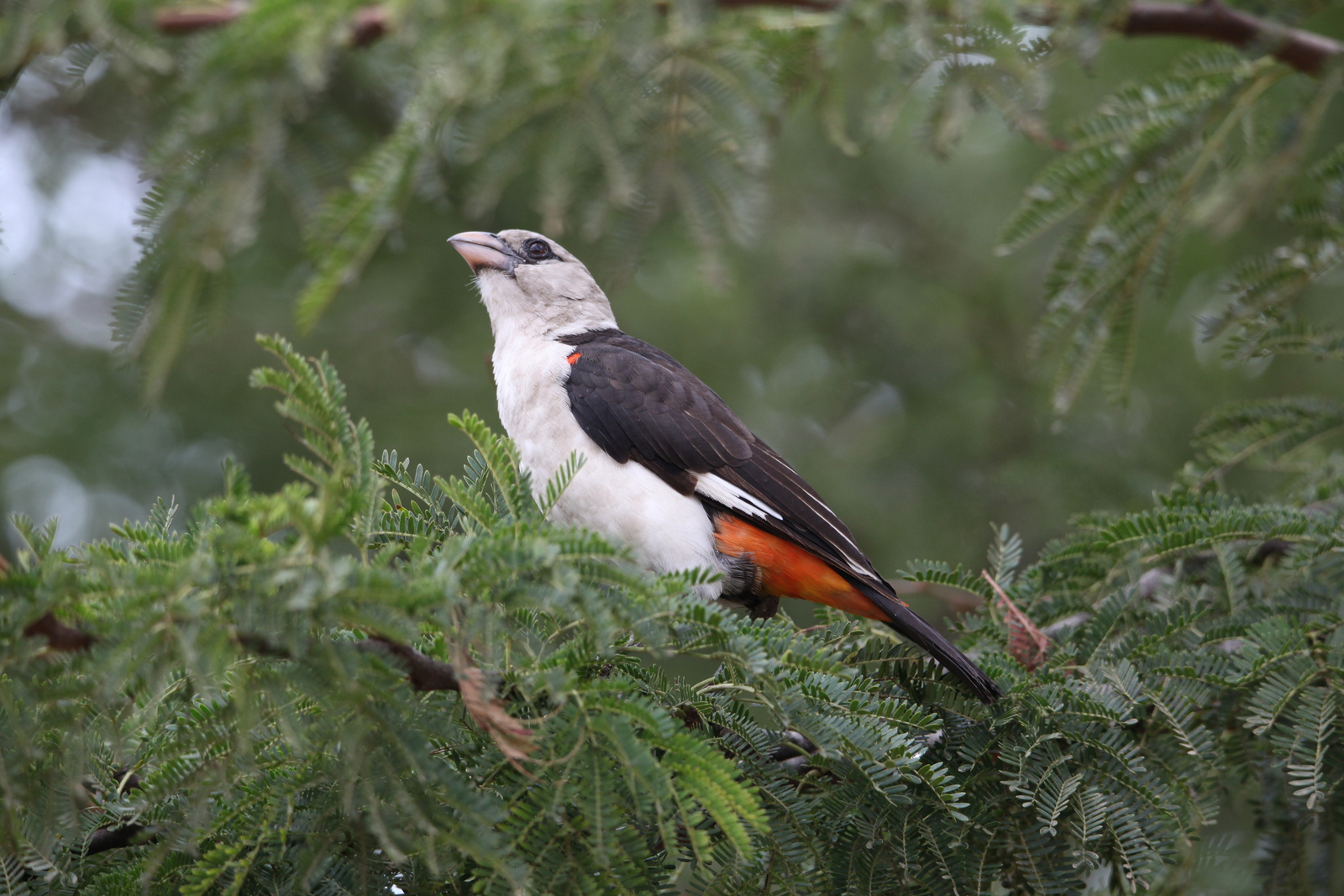 Serengeti N.P. Witkop Buffelwever (Dinemallia Dinemelli) (1411)