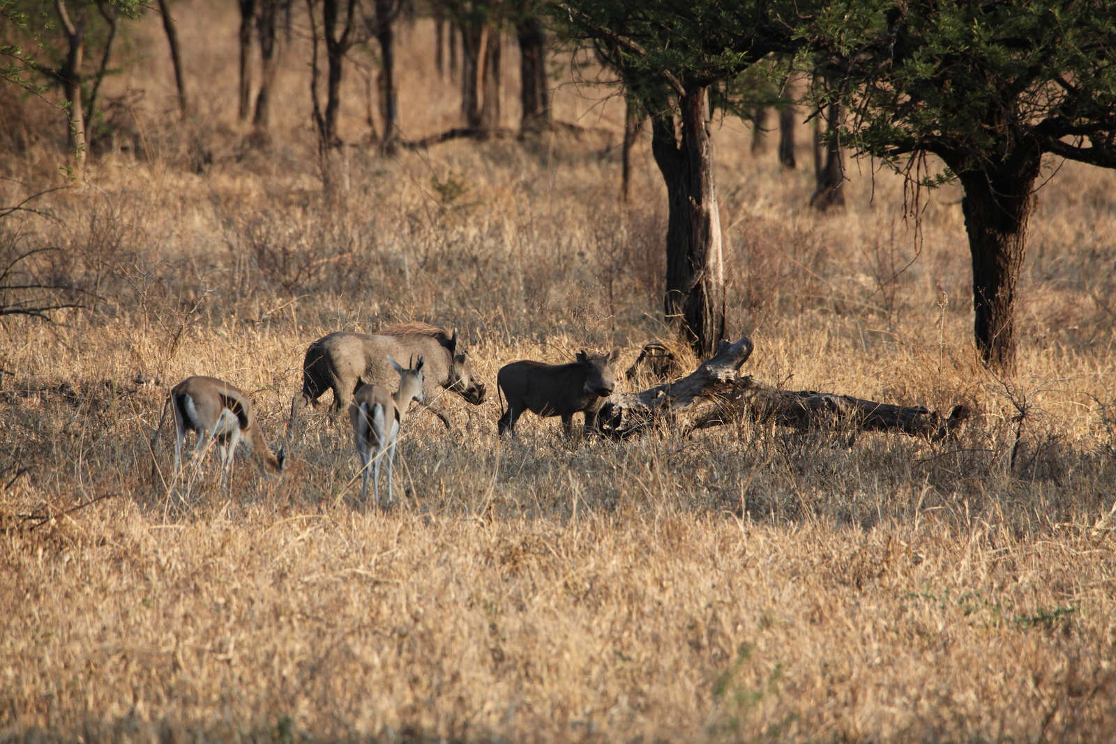 Serengeti N.P. Woestijnknobbelzwijn (Phacochoerus Aethiopicus) (1129)