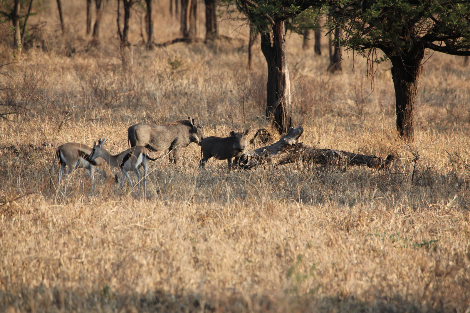 Serengeti N.P. Woestijnknobbelzwijn (Phacochoerus Aethiopicus) (1130)