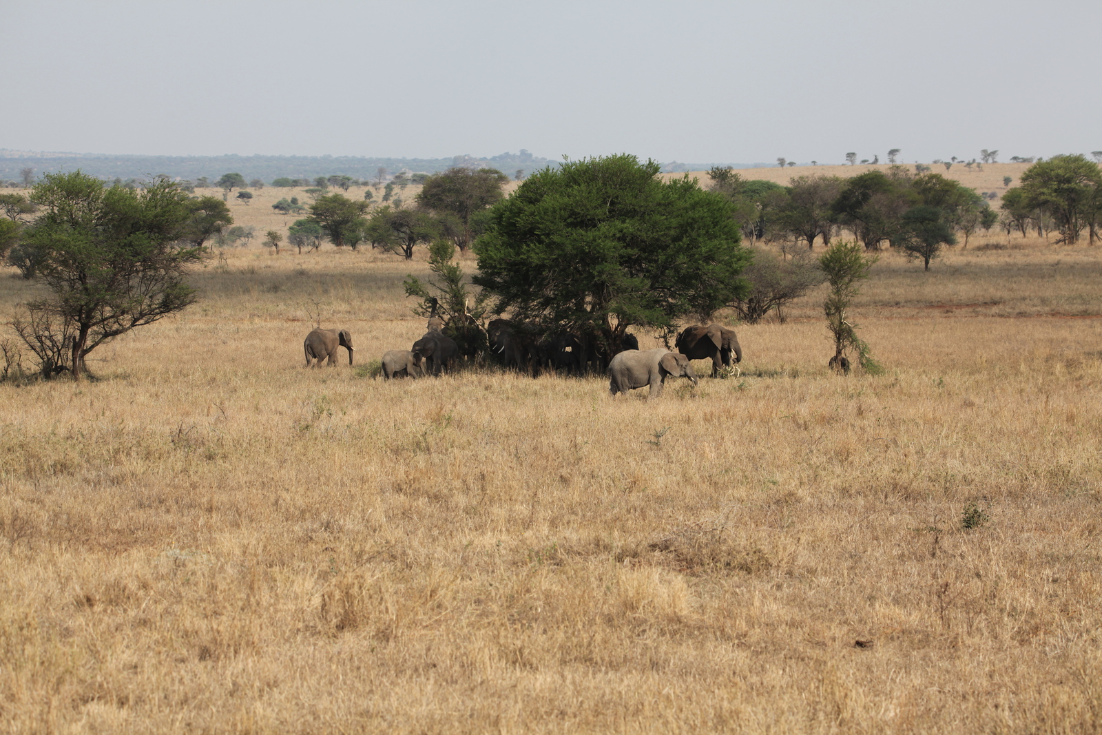 Serengeti N.P. Afrikaanse Olifant (Loxodonta Africana) (1035)