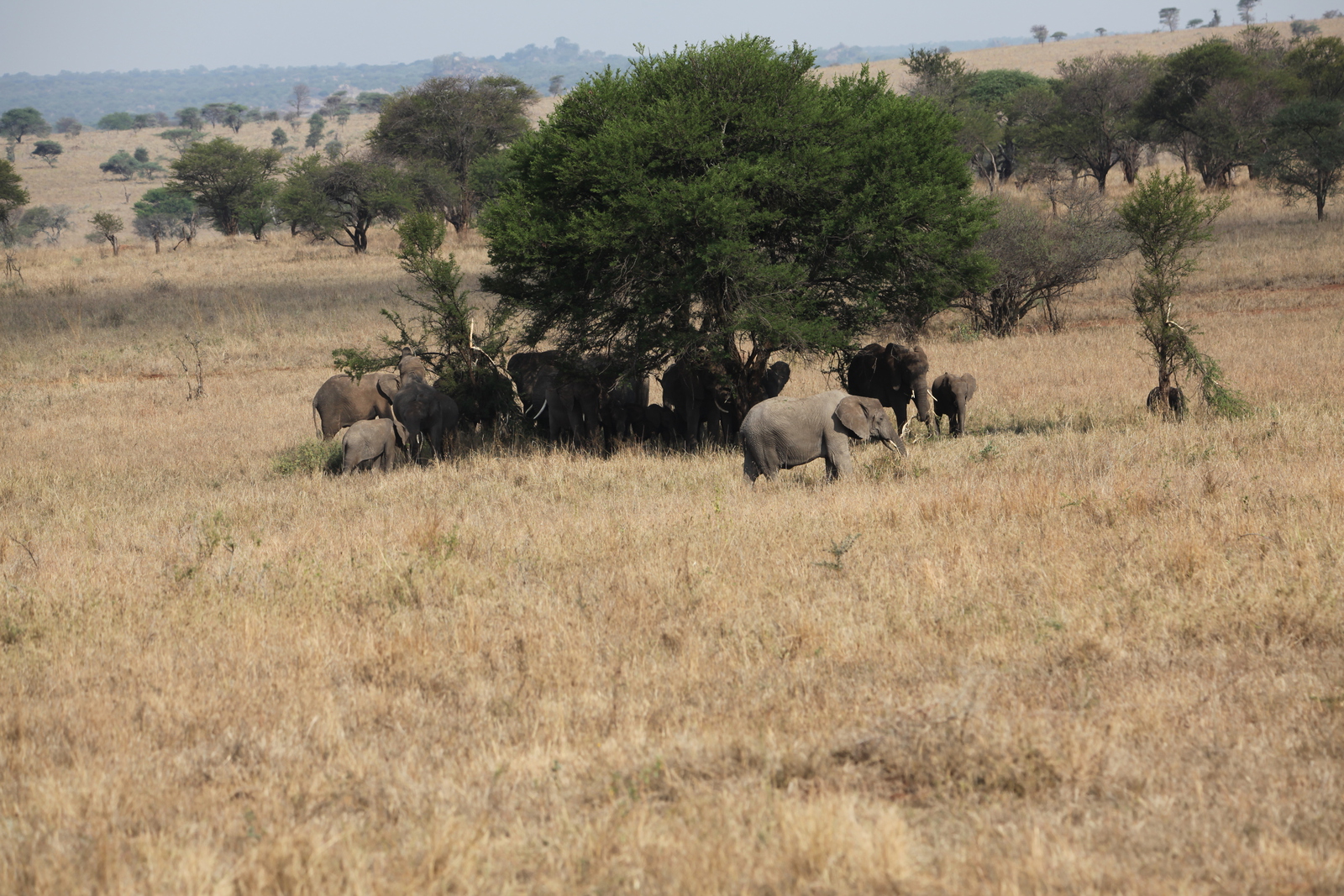 Serengeti N.P. Afrikaanse Olifant (Loxodonta Africana) (1036)