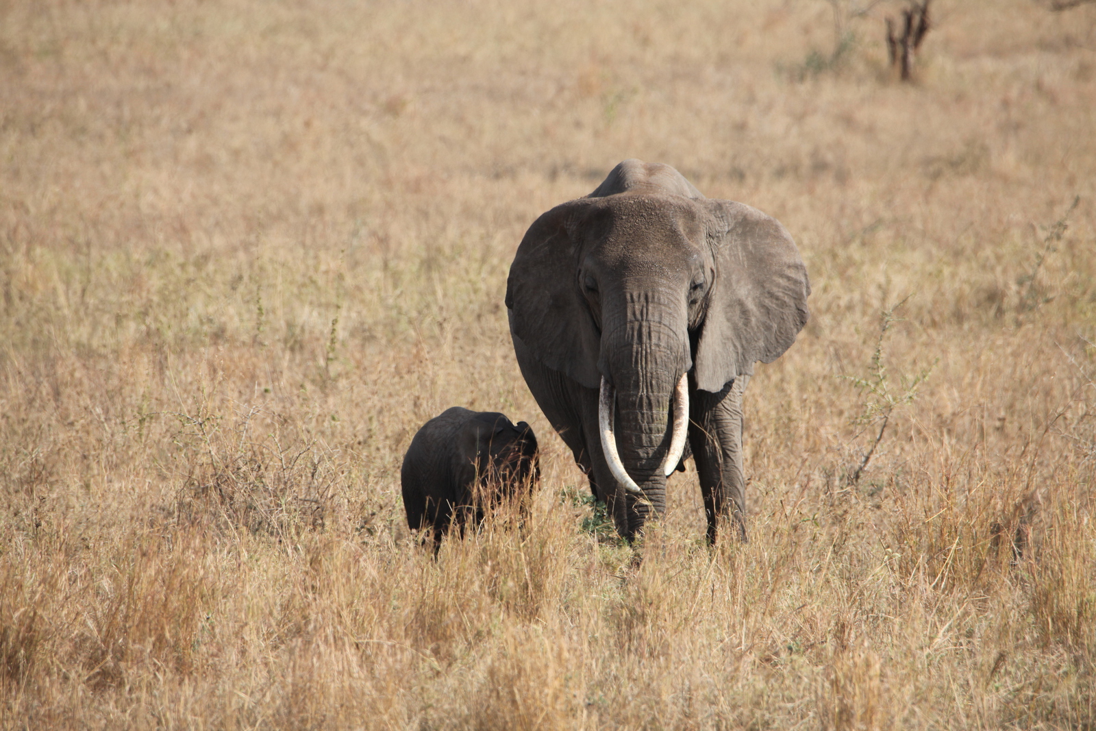 Serengeti N.P. Afrikaanse Olifant (Loxodonta Africana) (1037)