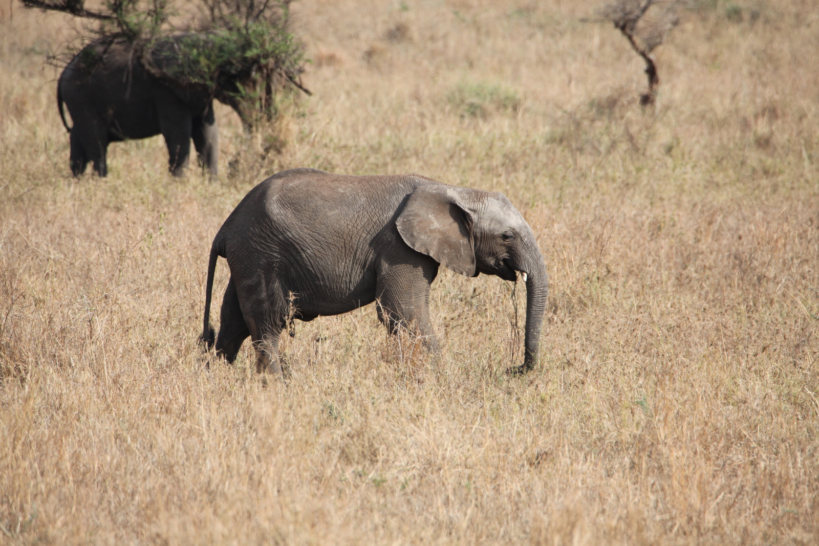 Serengeti N.P. Afrikaanse Olifant (Loxodonta Africana) (1038)