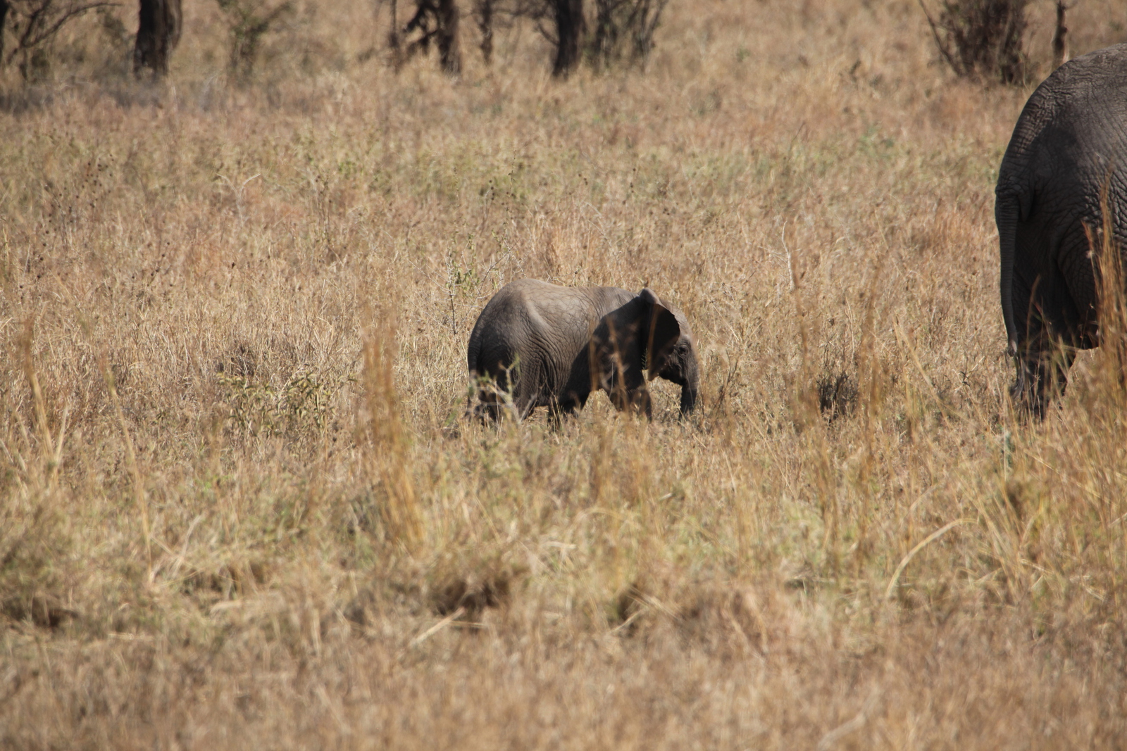 Serengeti N.P. Afrikaanse Olifant (Loxodonta Africana) (1039)