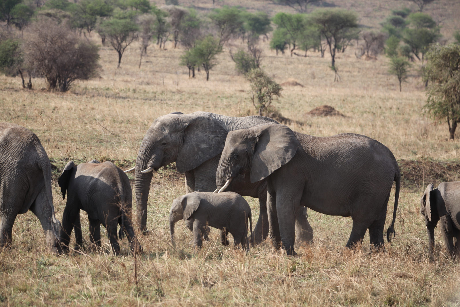 Serengeti N.P. Afrikaanse Olifant (Loxodonta Africana) (1046)