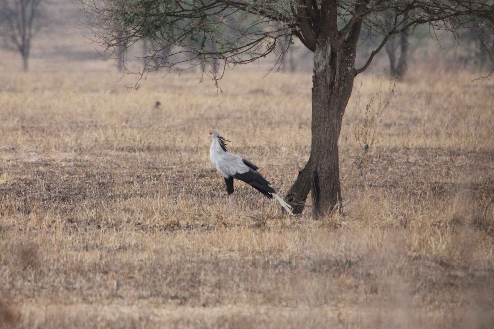 Serengeti N.P. Secretarisvogel (Sagittarius Serpentarius) (1485)