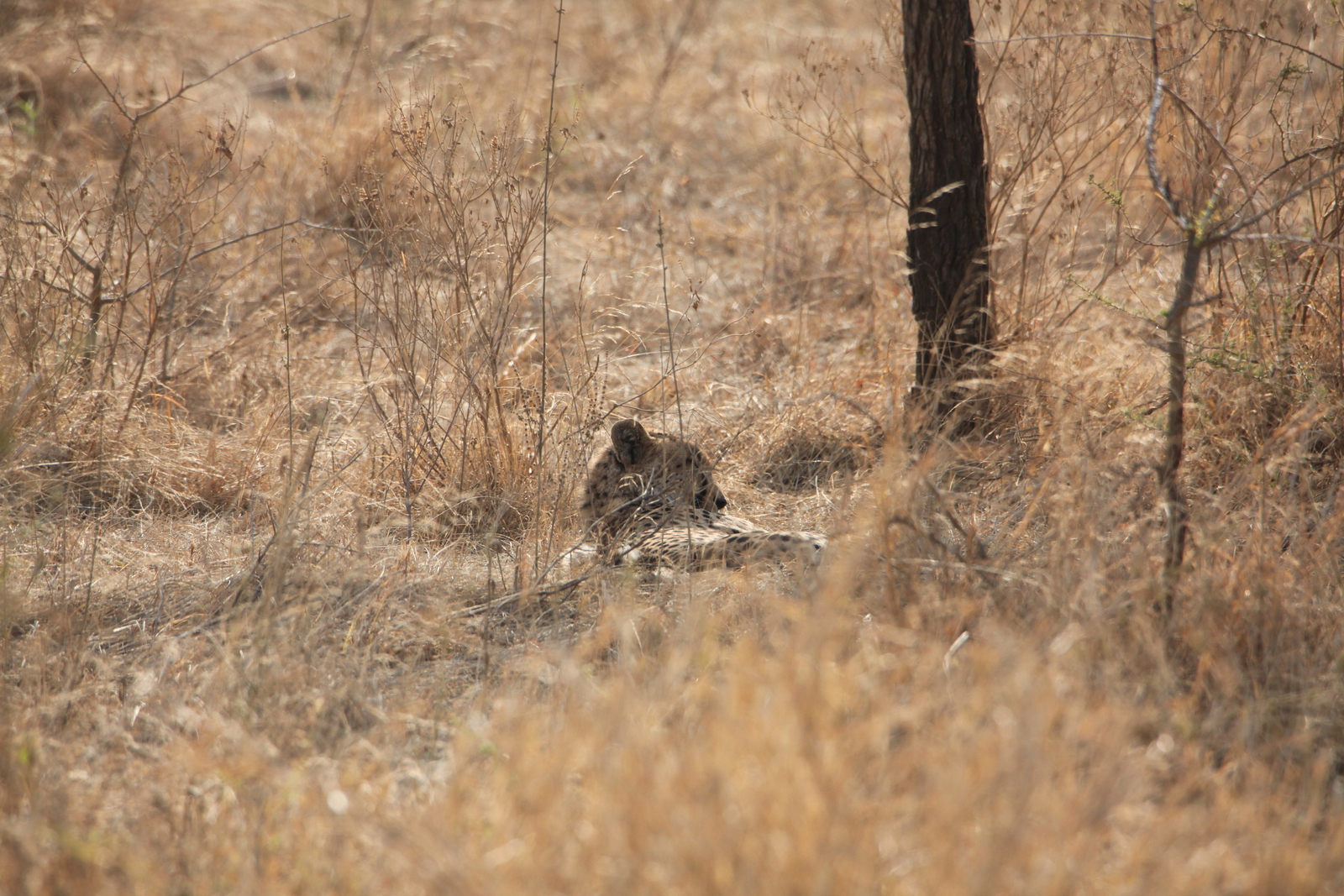 Serengeti N.P. Jachtluipaard (Acinonyx Jubatus) (1083)