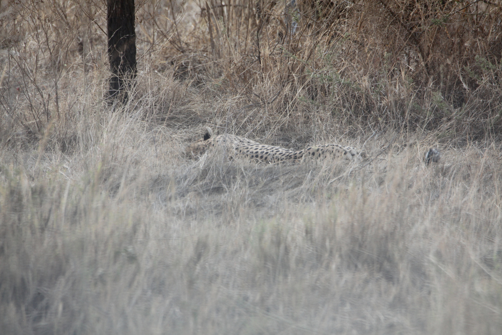 Serengeti N.P. Jachtluipaard (Acinonyx Jubatus) (1089)