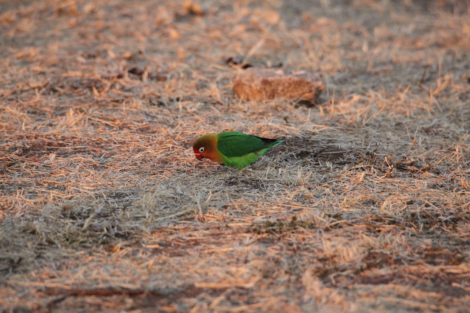 Serengeti N.P. Fischers Agapornis (Agapornis Fischeri) (1117)