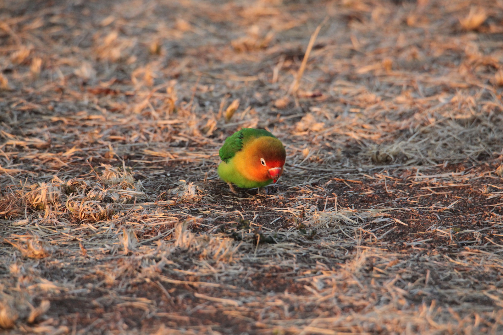 Serengeti N.P. Fischers Agapornis (Agapornis Fischeri) (1119)