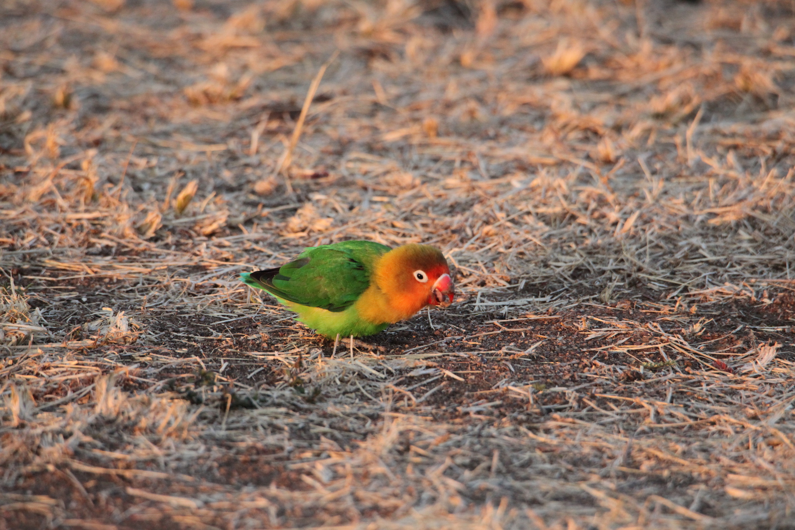 Serengeti N.P. Fischers Agapornis (Agapornis Fischeri) (1120)