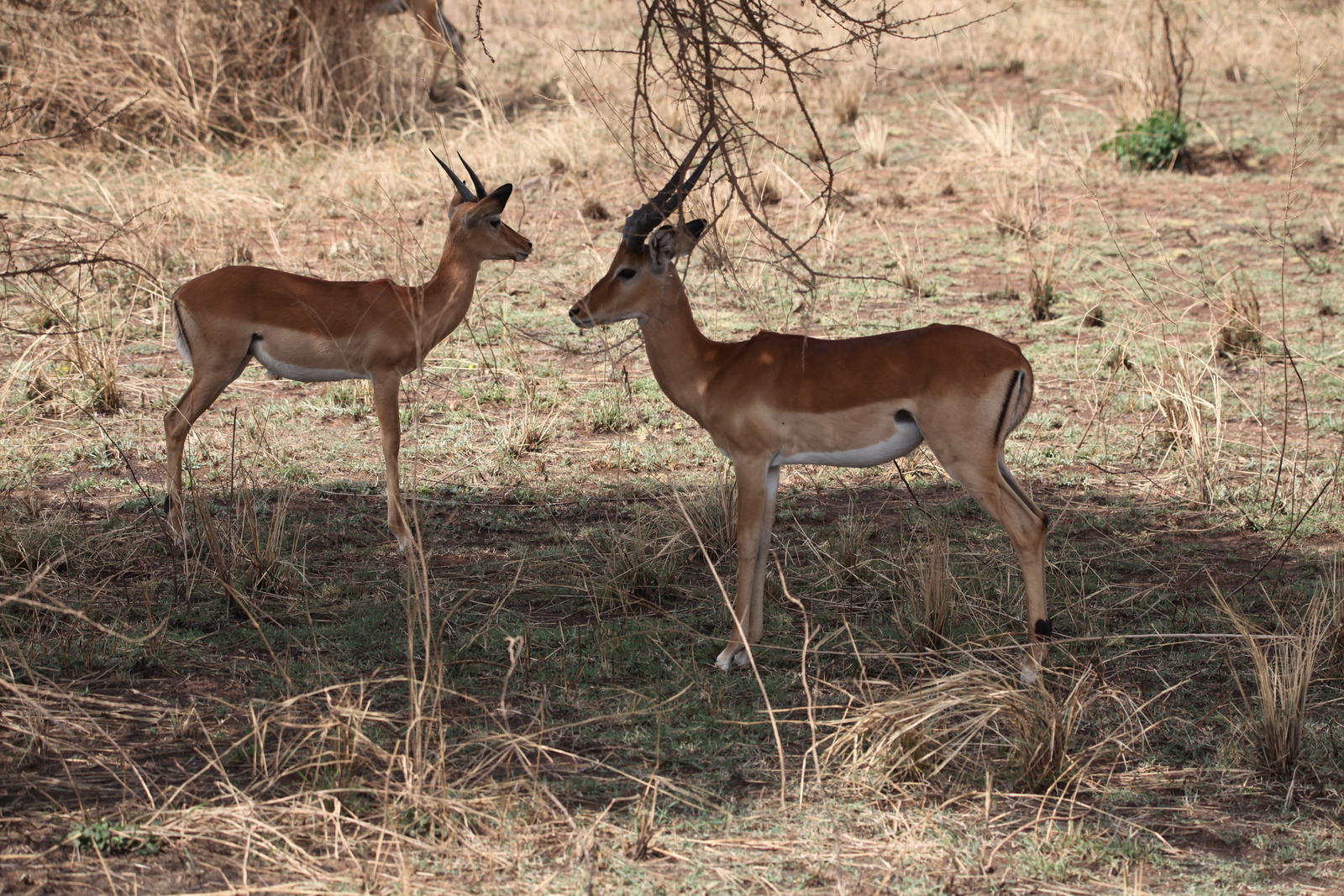 Serengeti N.P. Impala (Aepyceros Melampus) (1028)