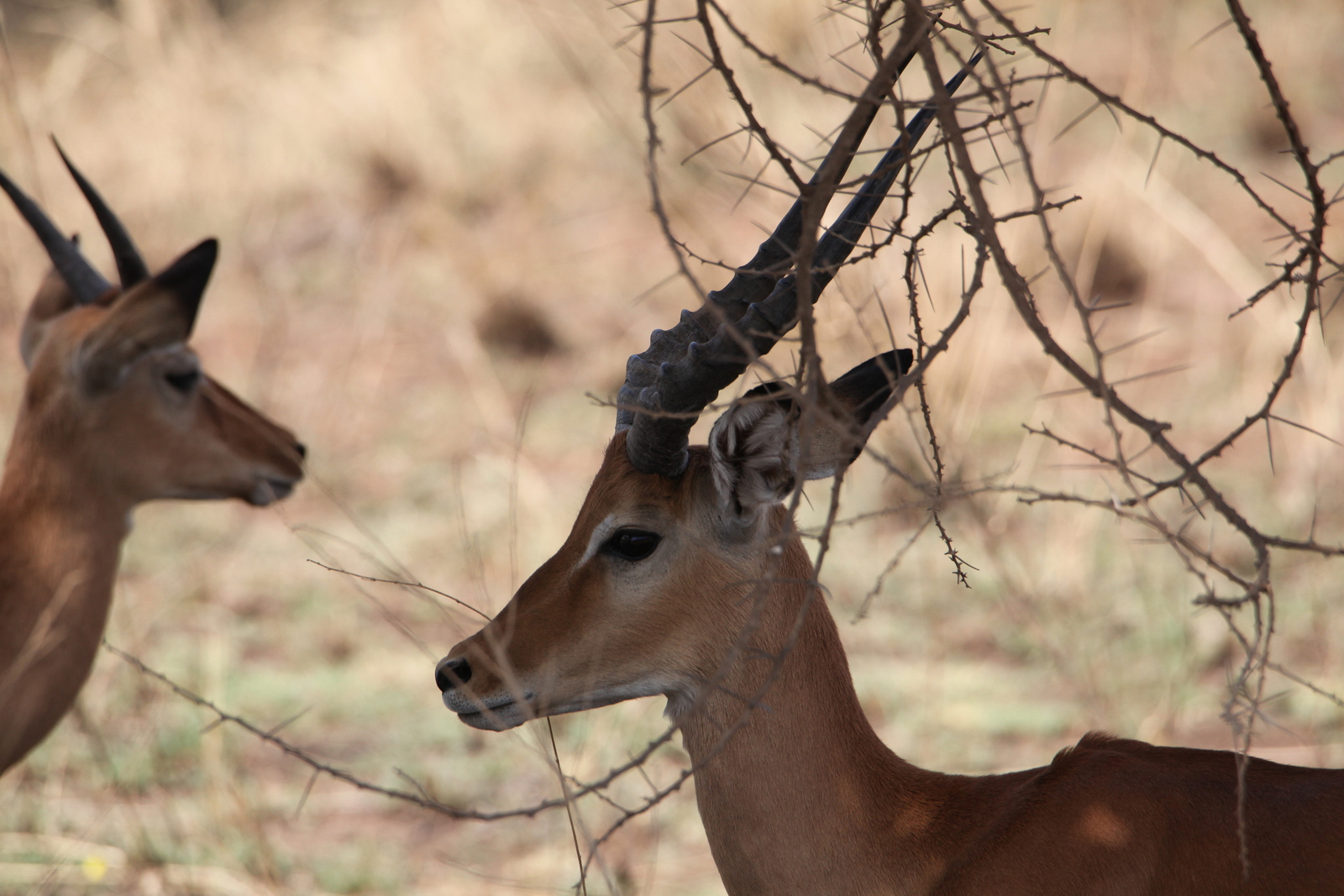 Serengeti N.P. Impala (Aepyceros Melampus) (1029)