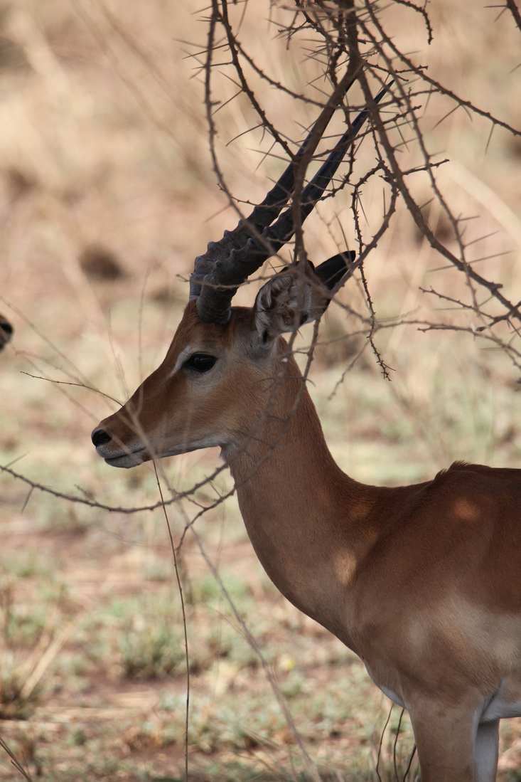 Serengeti N.P. Impala (Aepyceros Melampus) (1031)