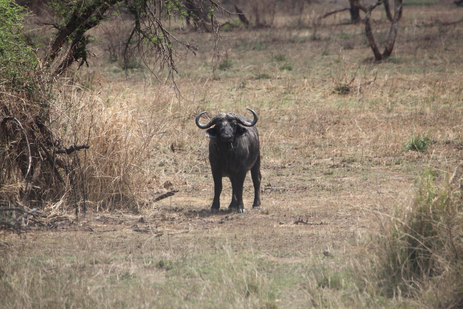 Serengeti N.P. Kafferbuffel (Syncerus Caffer) (1002)