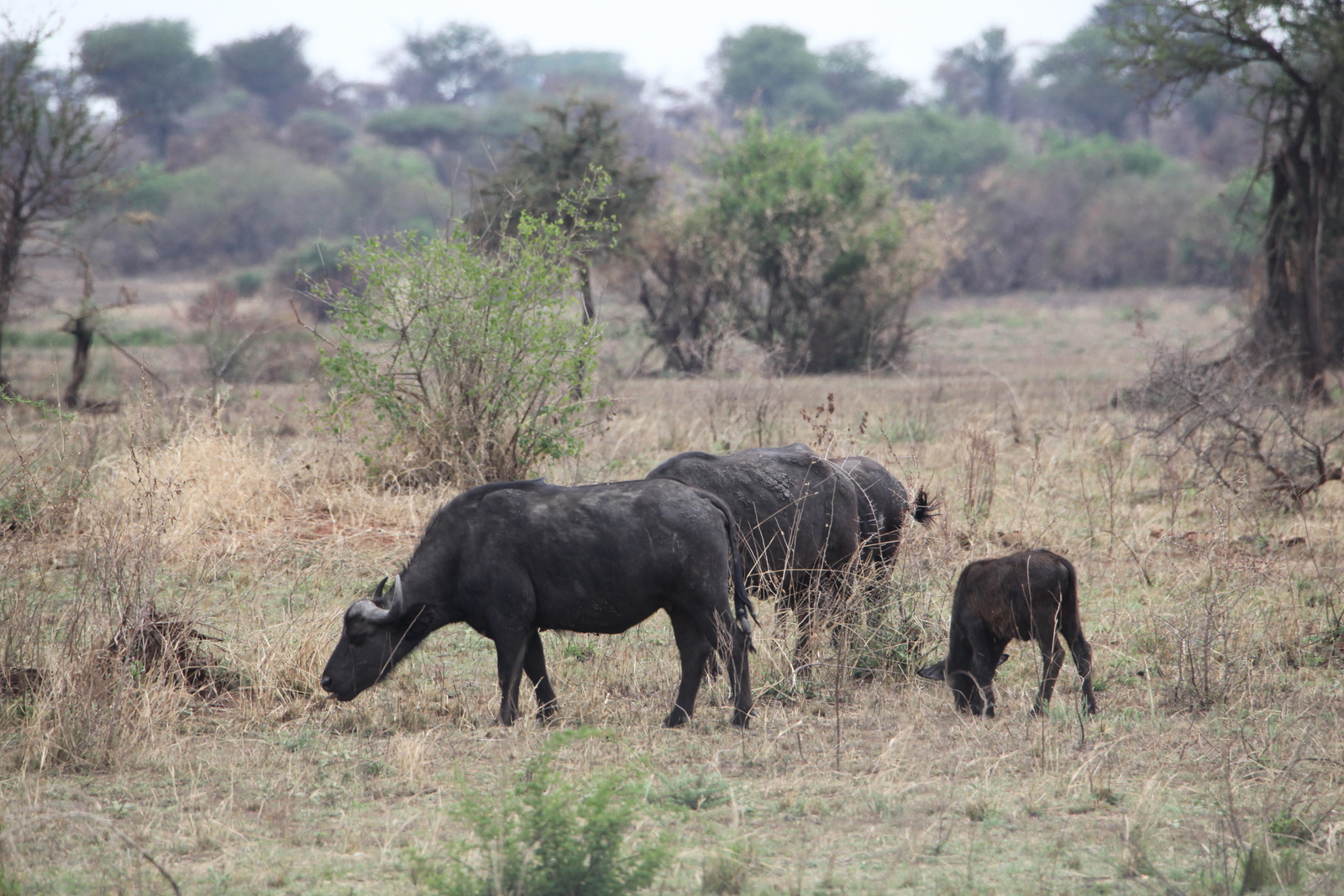 Serengeti N.P. Kafferbuffel (Syncerus Caffer) (1006)