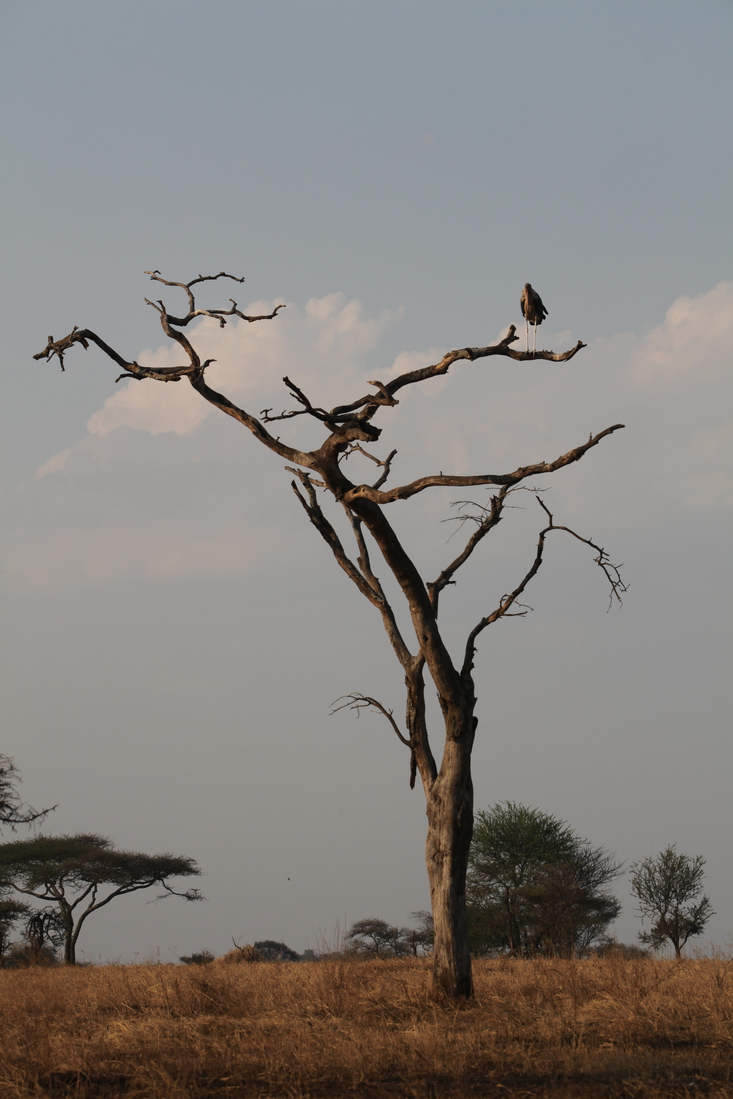 Serengeti N.P. Afrikaanse Maraboe (Leptoptilos Crumenifer) (1110)